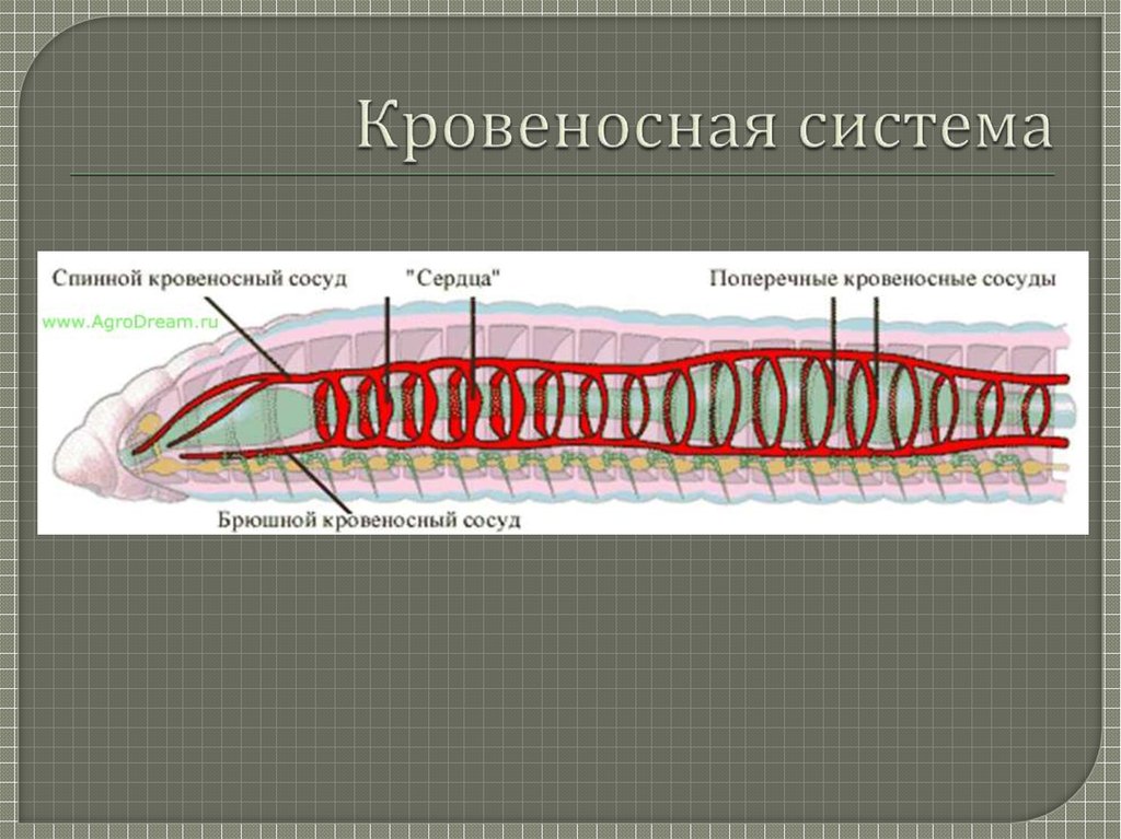 Презентация кровеносная система кровь биология 7 класс латюшин