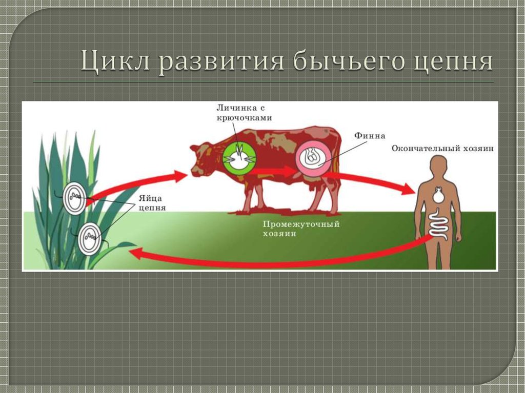 Жизненный цикл бычьего цепня начиная с яиц. Жизненный цикл бычьего цепня окончательный хозяин. Цикл развития бычьего цепня биология 7. Цикл развития бычьего цепня схема. Жизненный цикл бычьего цепня схема.