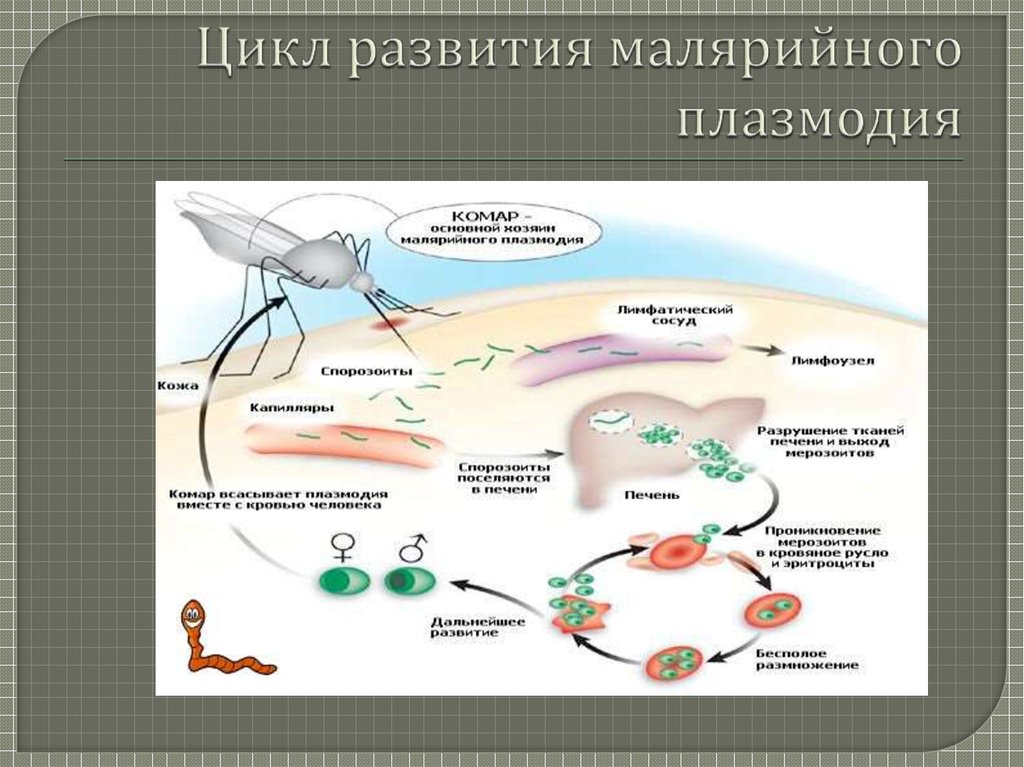 Заражение человека малярией происходит. Цикл малярийного плазмодия. Цикл развития малярийного плазмодия в организме человека. Цикл развития малярийного плазмодия промежуточный хозяин. Основные этапы развития малярийного плазмодия..
