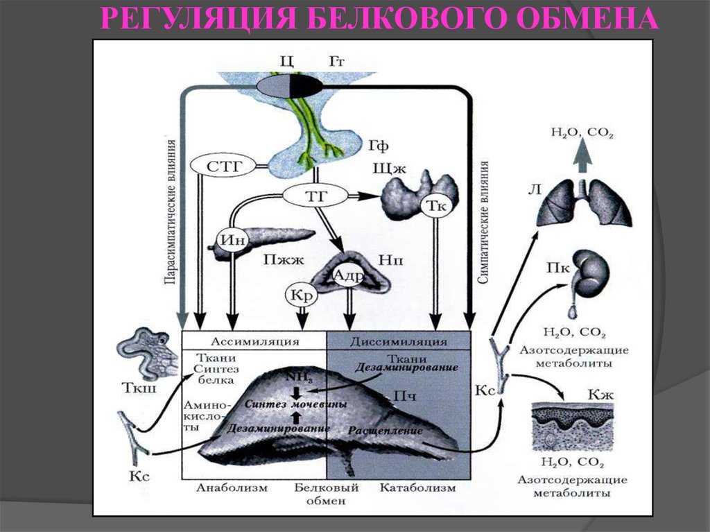 Гормоны катаболики и анаболики. Влияние тироксина на белковый обмен. Вазопрессин изменен н метаболизма в клетках мишенях. Преимущественное действие на белковый обмен оказывает гормон. Преимущественное действие на белковый обмен оказывает гормон.