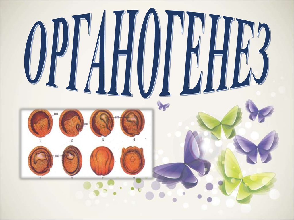 Органогенез - презентация онлайн