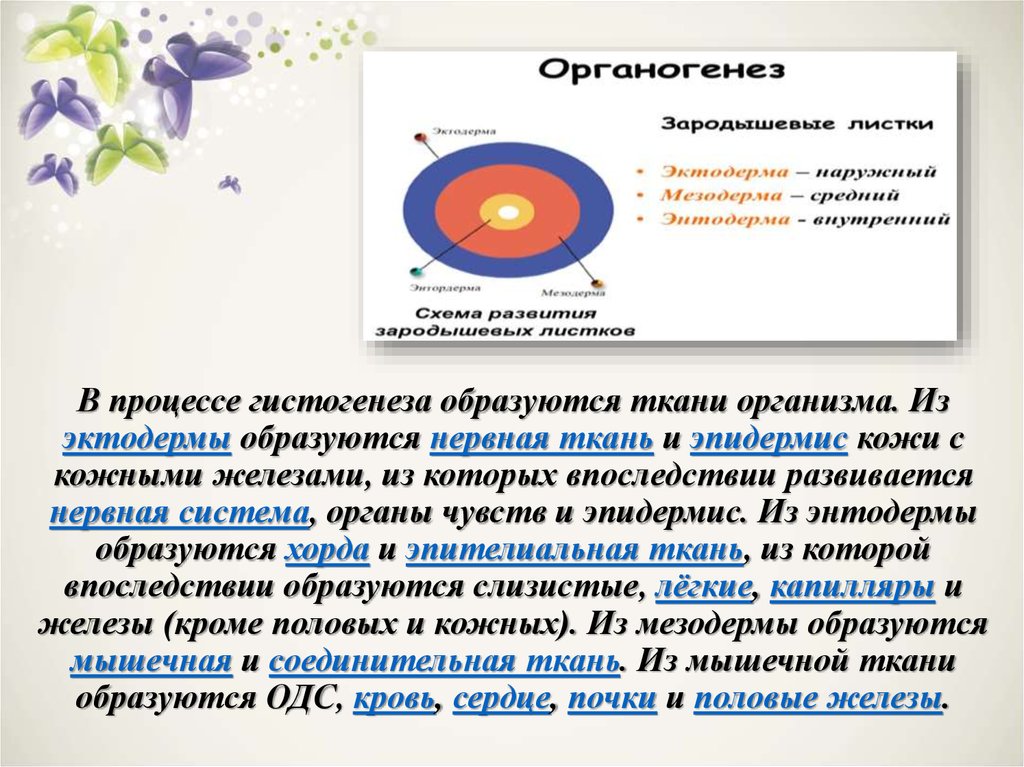Органогенез - презентация онлайн