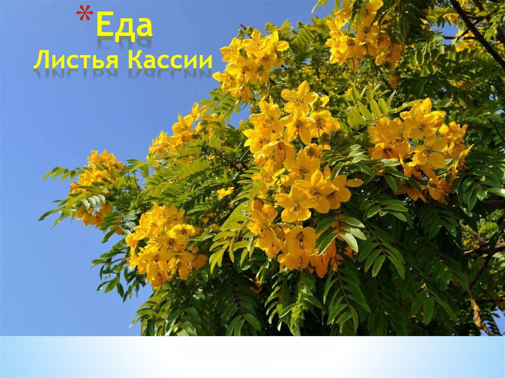 Еда Листья Кассии