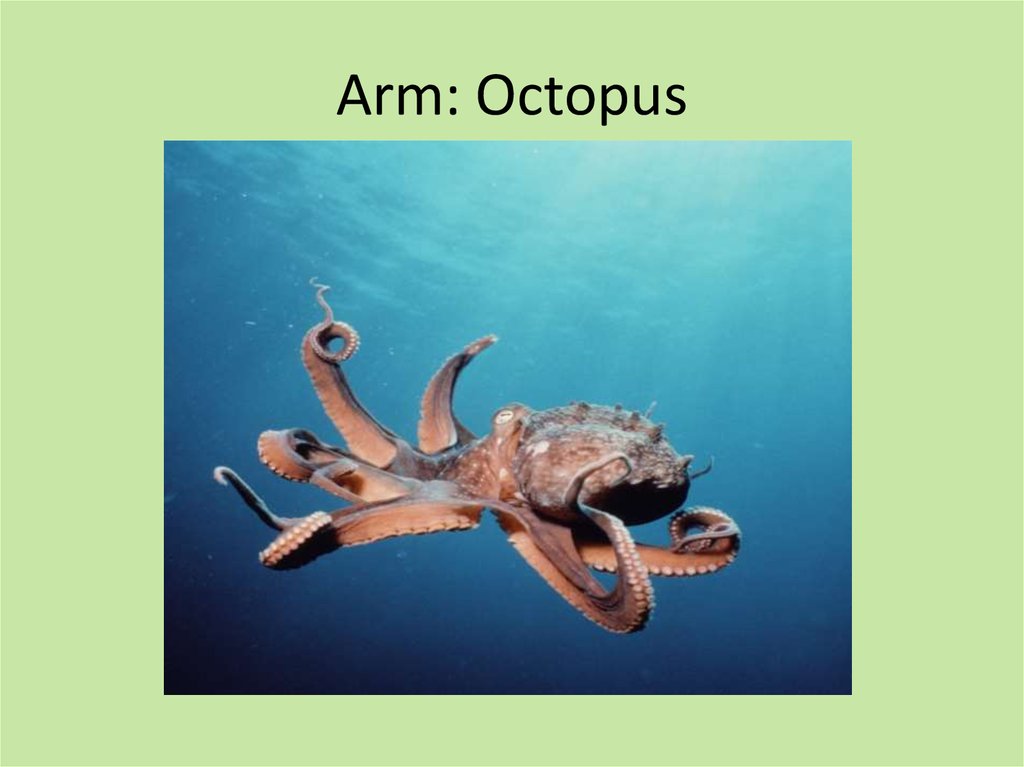 Arm: Octopus