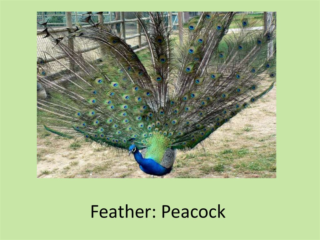 Feather: Peacock