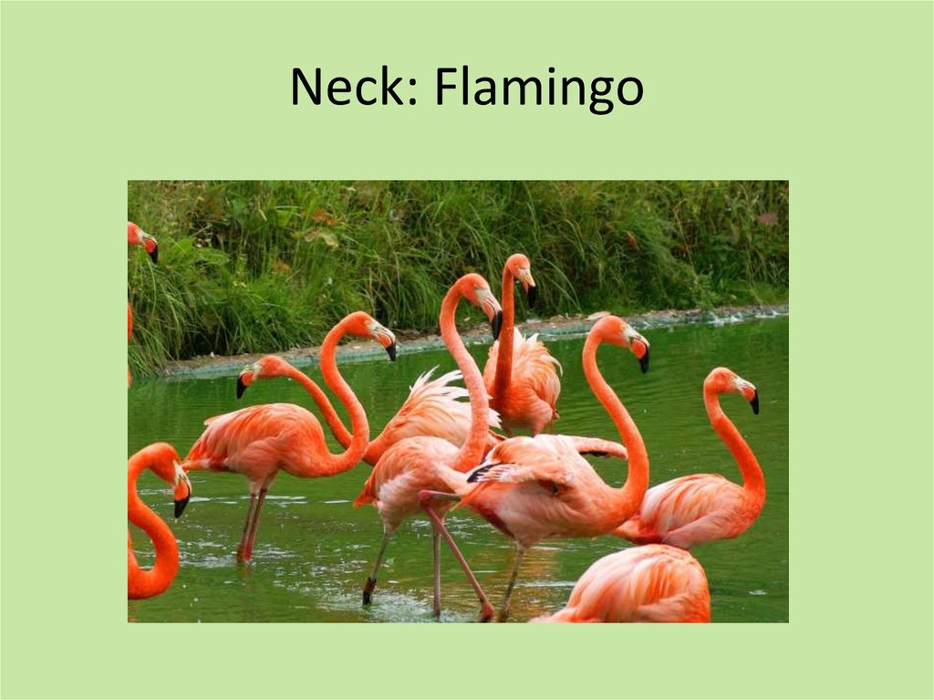 Neck: Flamingo