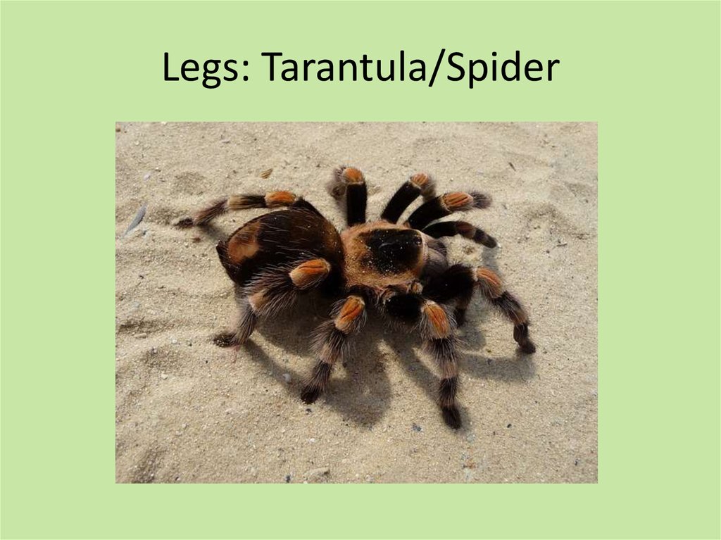 Legs: Tarantula/Spider