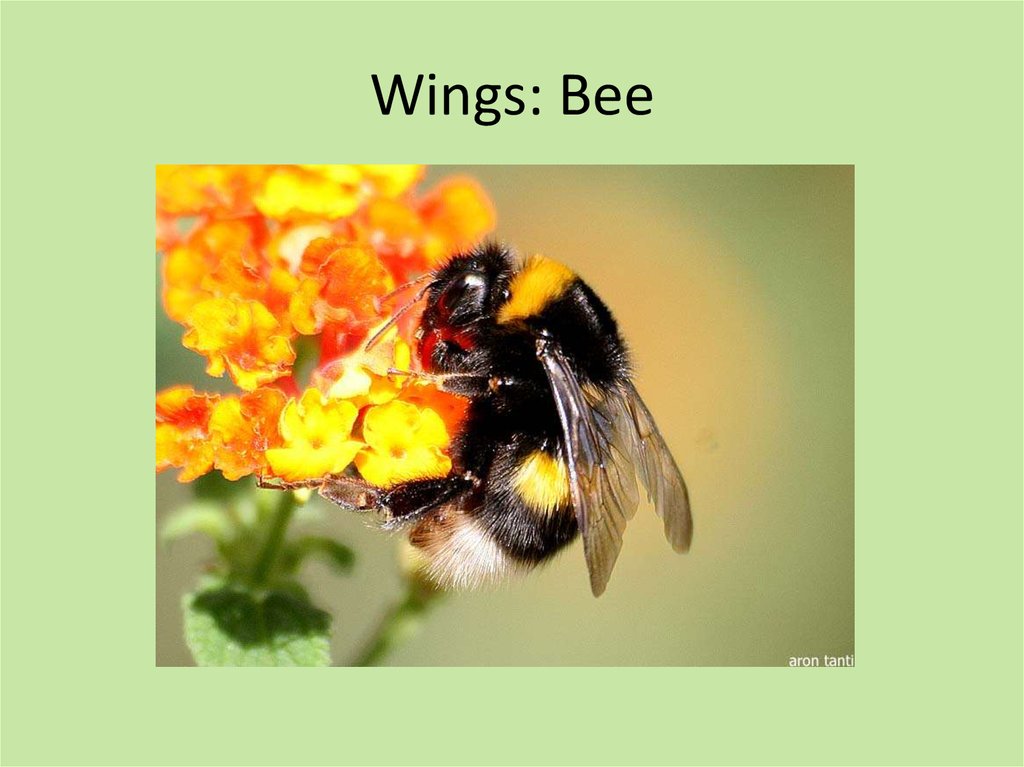 Wings: Bee