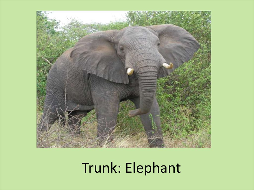 Trunk: Elephant