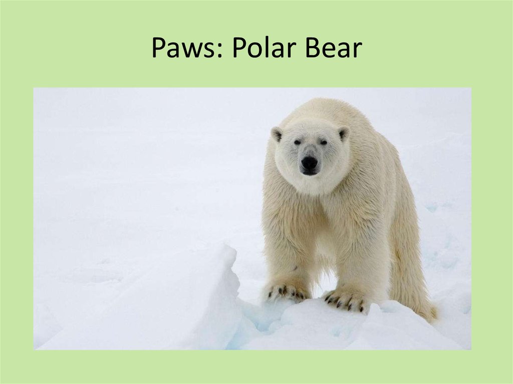 Paws: Polar Bear