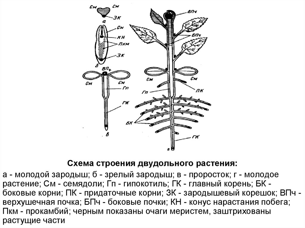 Анатомия растений ботаника. Схема строения двудольного растения. Схема строения цветка двудольных растений. Строение цветка двудольных растений. Двудольные растения схема цветка.