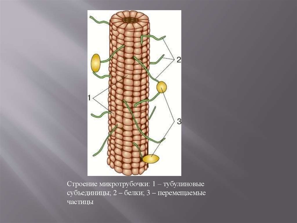 Строительный материал клетки. Тубулиновые субъединицы. Моторные белки микротрубочек. Комплекс микротрубочек рисунок. Схема расположения тубулиновых микротрубочек.