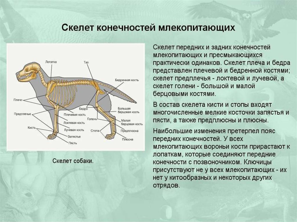 Скелет конечностей млекопитающих схема