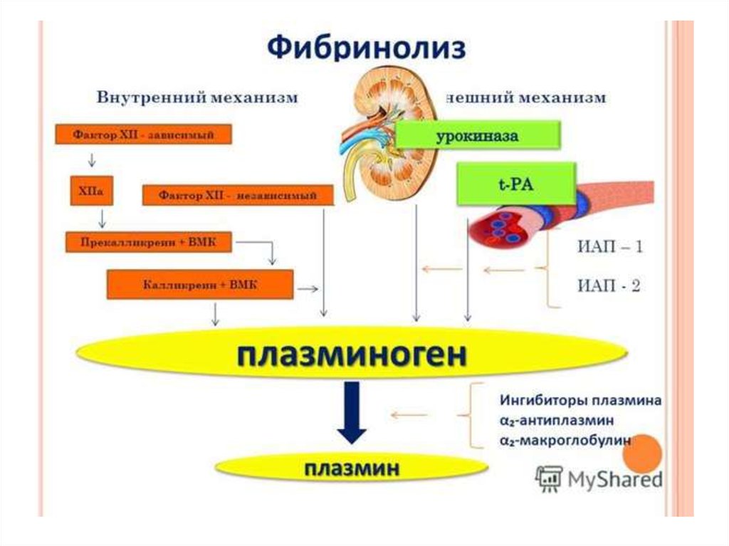 Гемостаз норколутом схема