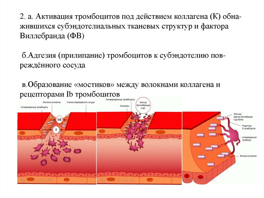 Схема гемостаза по этапам