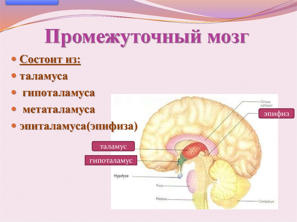 Таламус и гипоталамус. Структуры промежуточного мозга схема. Промежуточный мозг таламус эпиталамус метаталамус. Промежуточный мозг строение. Промежуточный мозг строение и функции метаталамус.