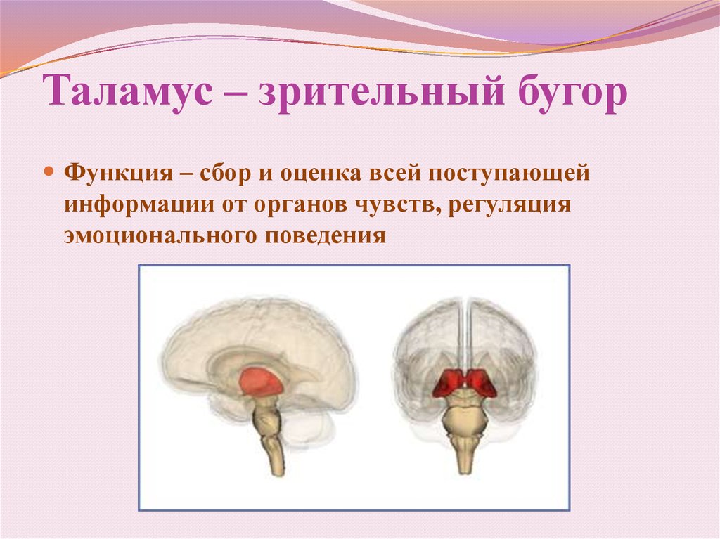 Функции таламуса промежуточного мозга. Зрительный бугор таламус. Таламус гипоталамус подушка. Зрительные Бугры таламус функции. Функция таламуса в головном мозге.
