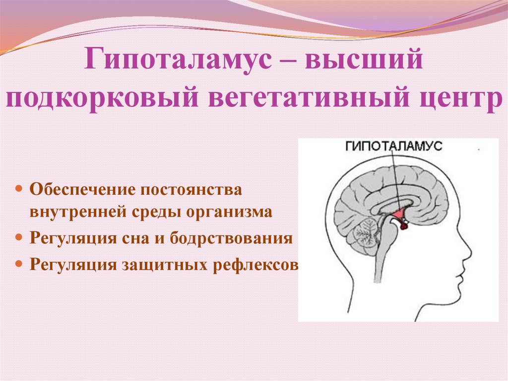 Подкорковые вегетативные центры. Гипоталамус – высший подкорковый вегетативный центр.. Гипоталамус-главный центр регуляции вегетативных функций. Гипоталамус рисунок. Центры регуляции в гипоталамусе.