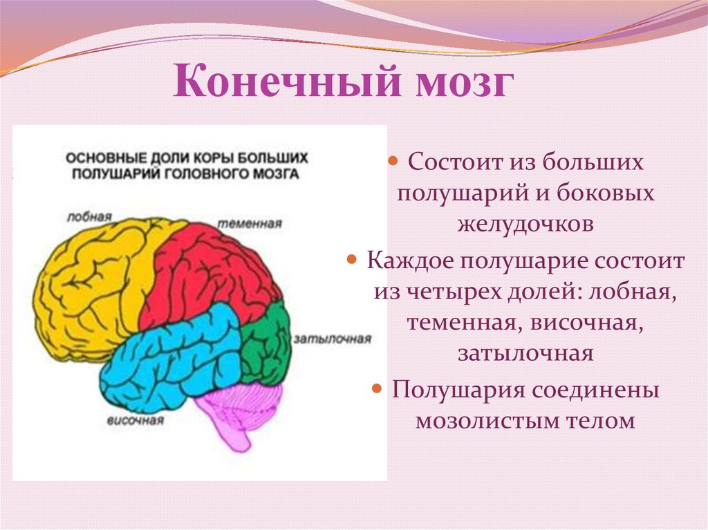 Отделы мозга имеющие кору. Головной мозг строение конечный мозг. Функции конечного мозга головного мозга. Функция лобной доли конечного мозга.