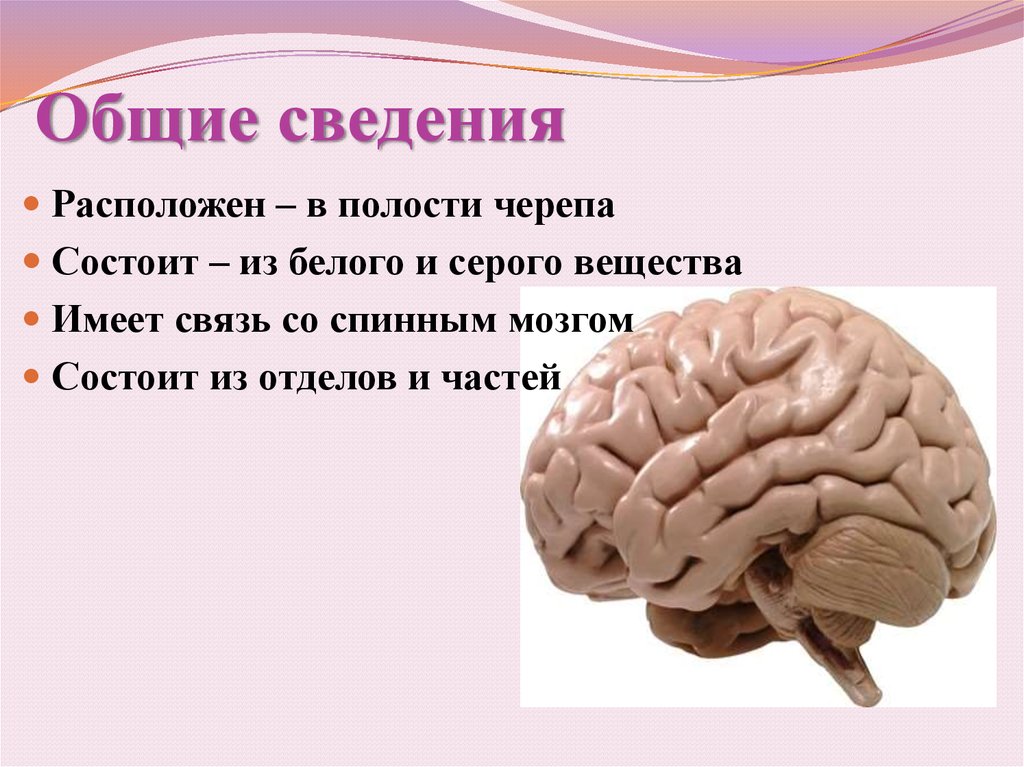 В полости черепа расположен. Мозг для презентации. Мозги для презентации. Мозг тема для презентации.