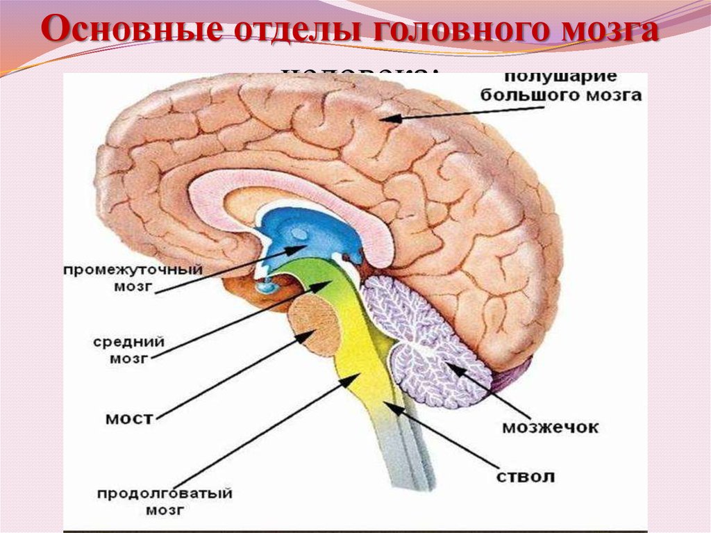 Задний отдел головного мозга состоит. Отделы головного мозга человека. Основные отделы головного мозга. Отделы головного мозга схема. Функции отделов головного мозга.