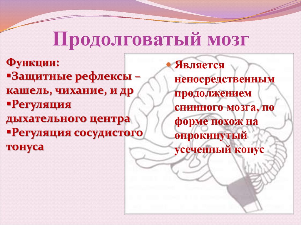 Роль продолговатого мозга. Функции продолговатого мозга человека кратко. Функции продолговатого мозга. Проводящие функции продолговатого мозга. Основные функции продолговатого мозга.