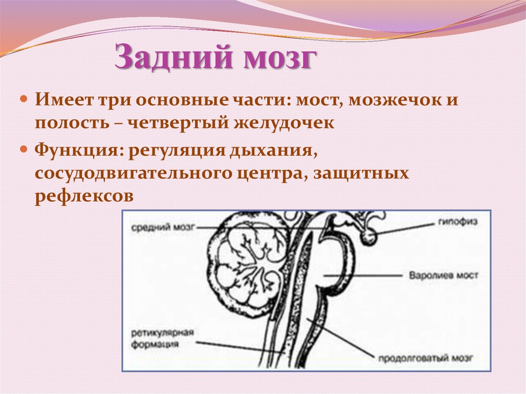 Функции заднего отдела мозга. Головной мозг отделы и функции задний мозг. Задний отдел головного мозга строение и функции. Функции отделов мозга задний мозг. Задний мозг положение строение функции.