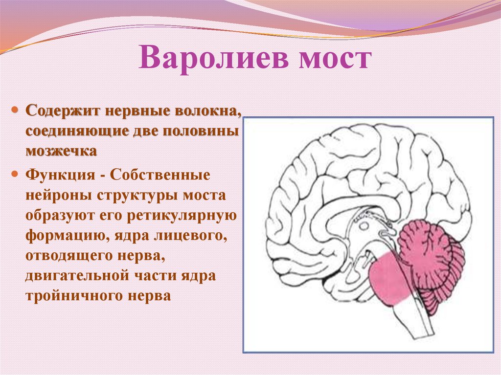 Мост мозга расположен. Строение мозга человека варолиев мост. Головной мозг строение варолиев мозг. Функции варолиева моста. Задний мозг варолиев мозг.