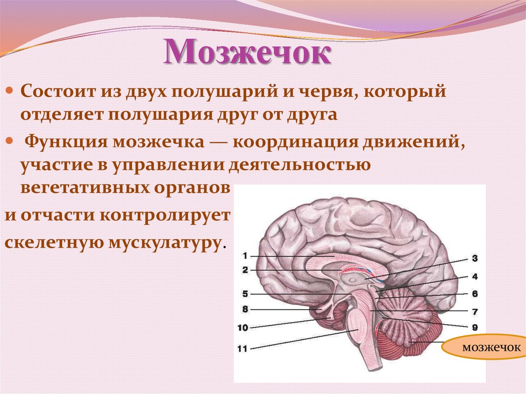 Особенности мозжечка головного мозга