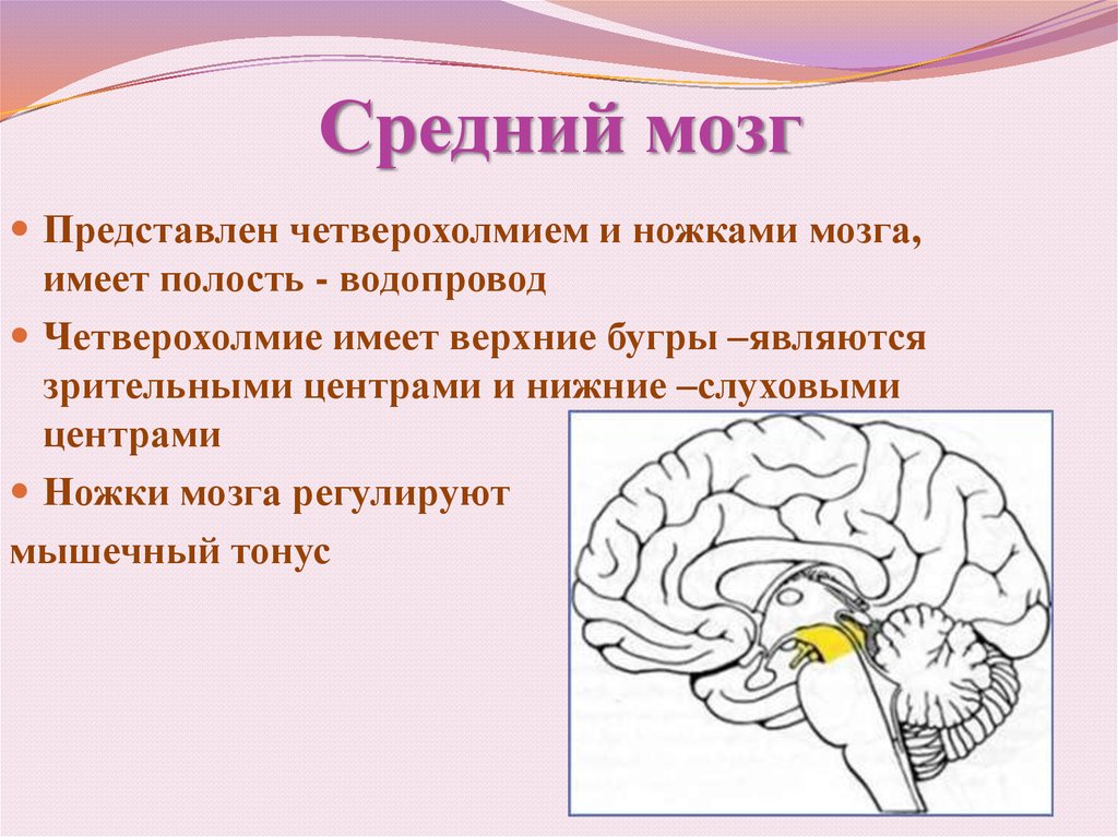Функции среднего головного мозга человека. Средний мозг анатомия функции. Структуры отделов среднего мозга. Строение среднего мозга и описание. Строение среднего мозга кратко.