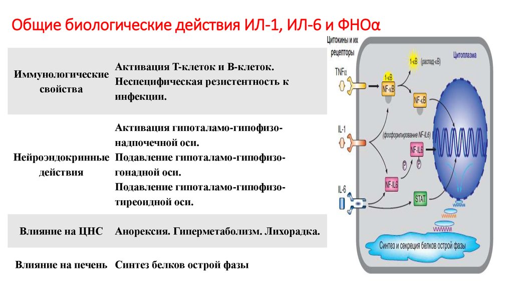 Общее действие. Механизм действия интерлейкина 1. Интерлейкин 1 механизм действия. Основные биологические эффекты интерлейкина-1. Системные механизмы действия ил-1.