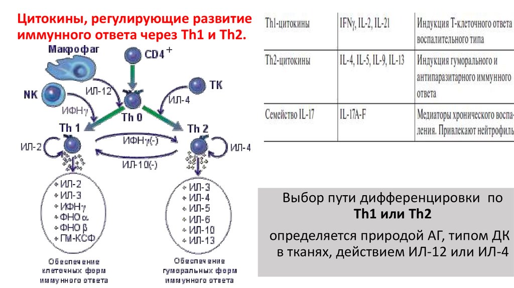 Выработка т лимфоцитов. Цитокины клеточного иммунного ответа. Регуляция иммунного ответа th1 и th2 пути иммунного ответа. Th1 зависимый иммунный ответ. Цитокины регуляторы гуморального иммунного ответа.