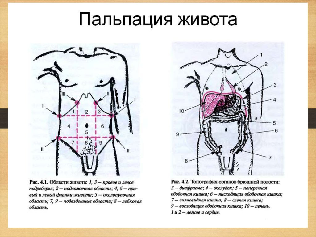 4 нарисовать топографическое расположение отделов толстого кишечника при глубокой пальпации живота