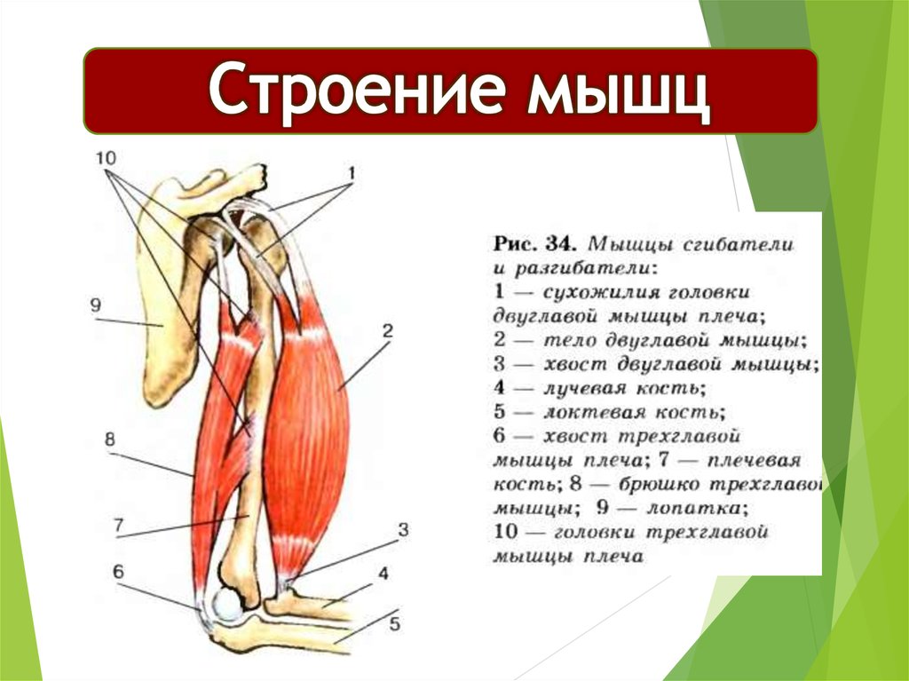 Какой цифрой на рисунке обозначены мышцы