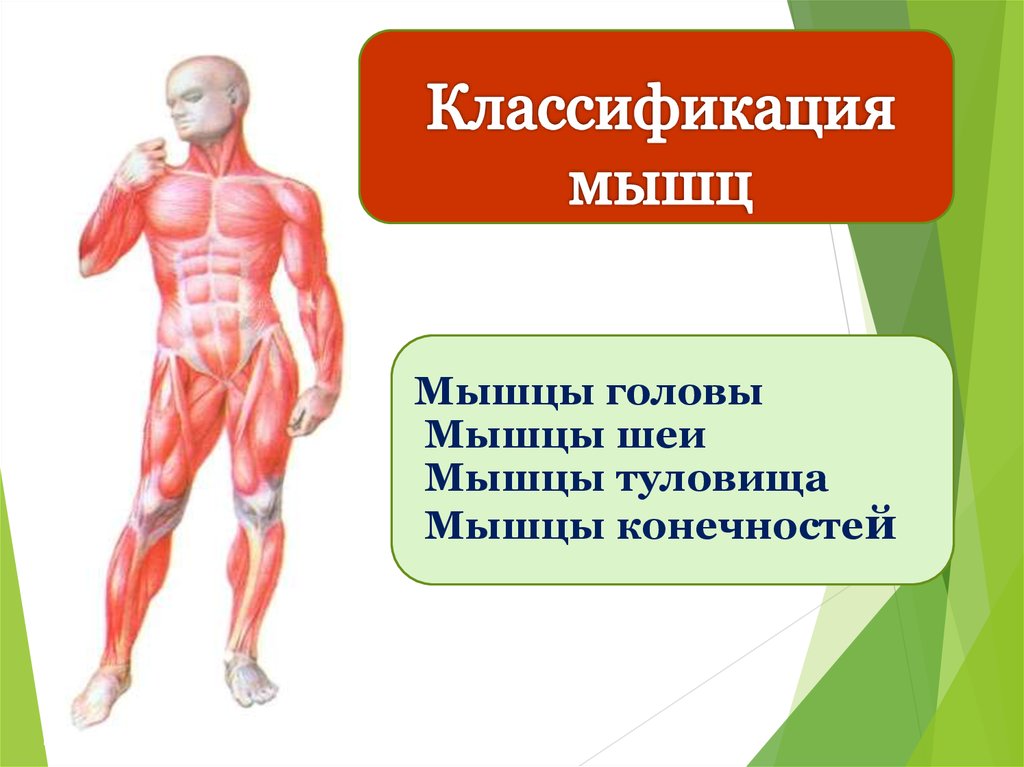 Большие мышцы человека. Мышцы туловища и конечностей 8 класс биология. Мышцы головы и туловища. Классификация мышц головы. Мышцы туловища и шеи.