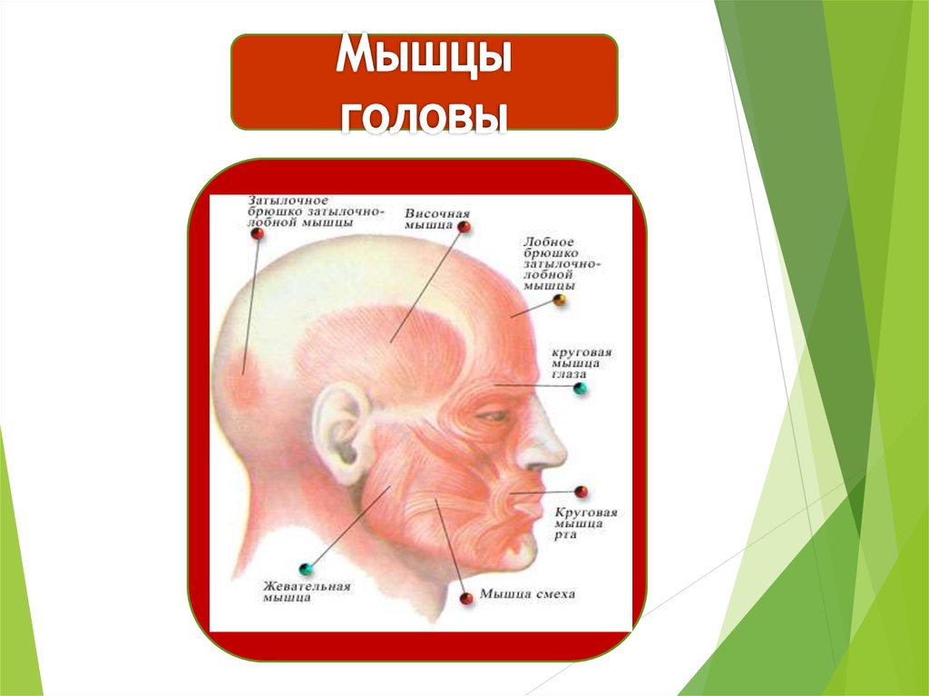 Мышцы головы. Мышцы головы мышца смеха. Назовите 2 группы мышц головы. Затылочно лобная мышца фото. Мозг это мышца.