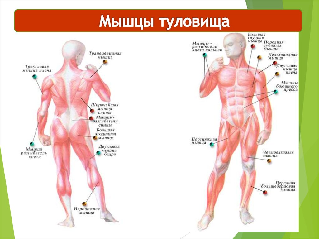 Основные мышцы туловища. Мышцы туловища человека. Биология мышцы туловища и конечностей. Группы мышц туловища. Мышцы туловища спереди функции.