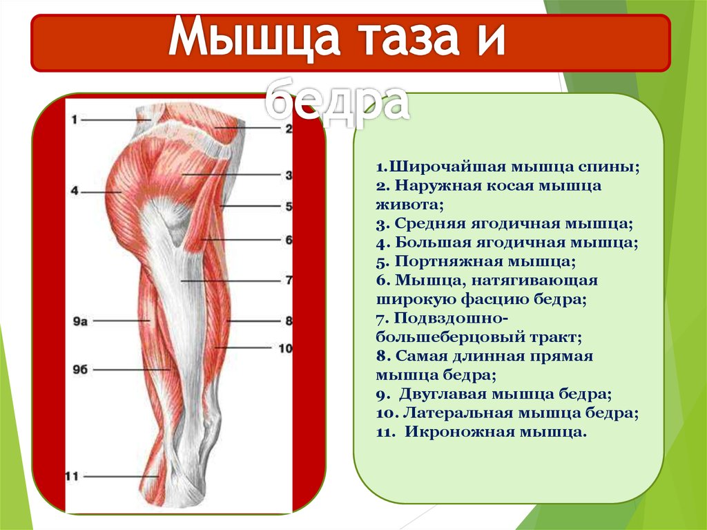 Мышцы таза схема