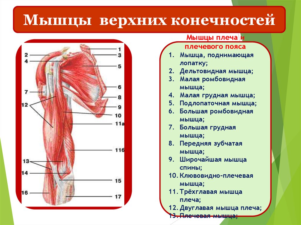 Мышцы пояса верхней конечности. Мышцы плечевого пояса подлопаточная мышца. Мышцы плечевого пояса дельтовидная мышца. Дельтовидная мышца верхней конечности. Мышцы конечностей подлопаточная.