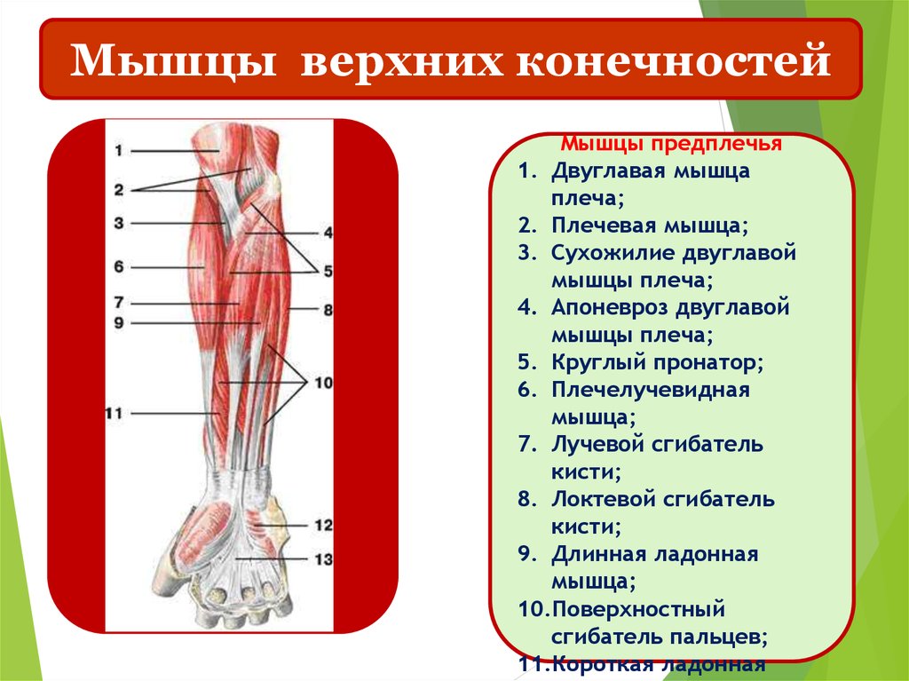 Мышцы верхних конечностей. Апоневроз Пирогова предплечье. Лучевой сгибатель запястья иннервация. Апоневроз двуглавой мышцы плеча. Мышцы предплечья длинная ладонная мышца.