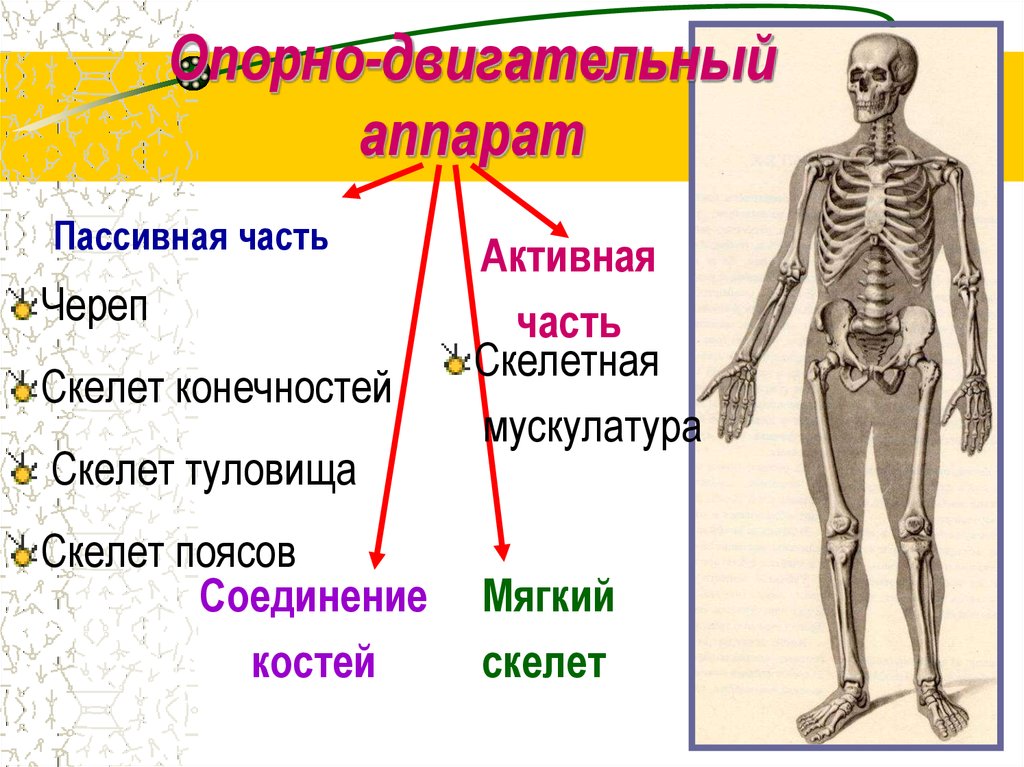 Нарушение опорно двигательной системы биология