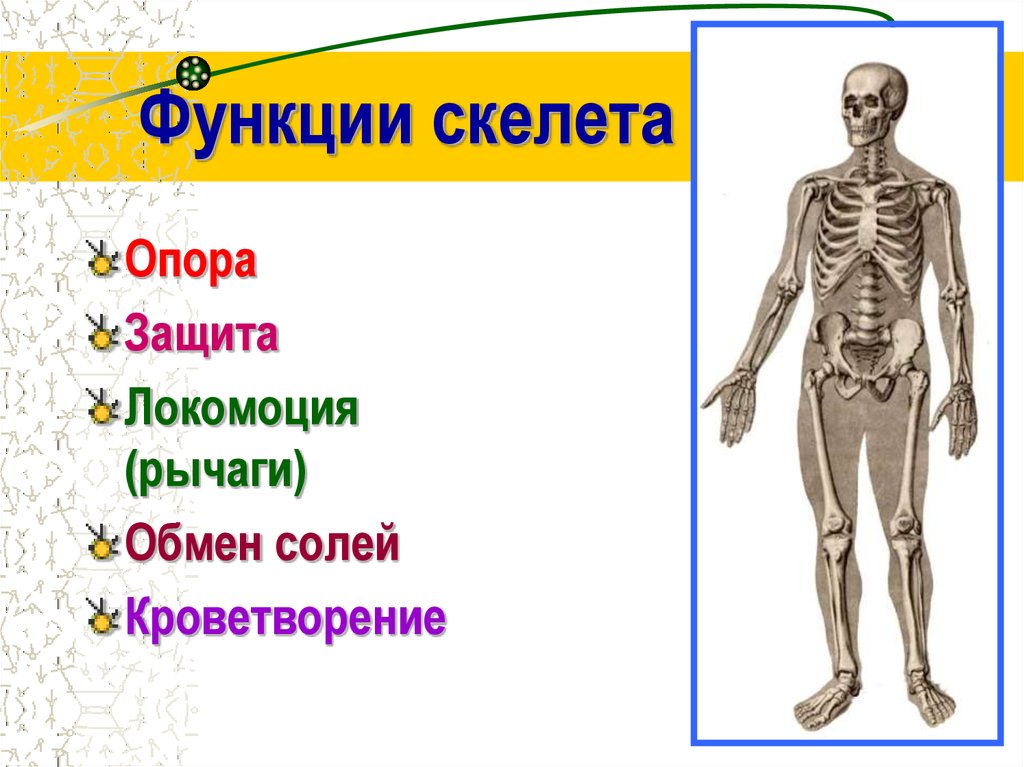 Механической функции скелета человека. Функции скелета.