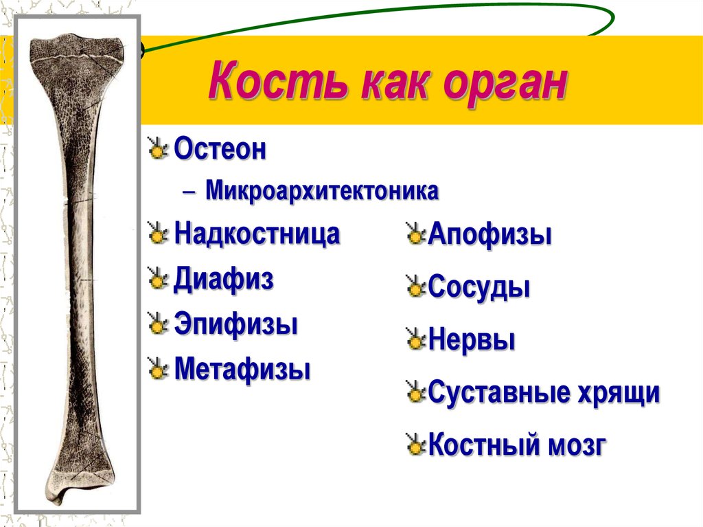 Костяной как пишется. Кость как орган. Кость как орган классификация. Кость как орган развитие. Функции кости как органа.