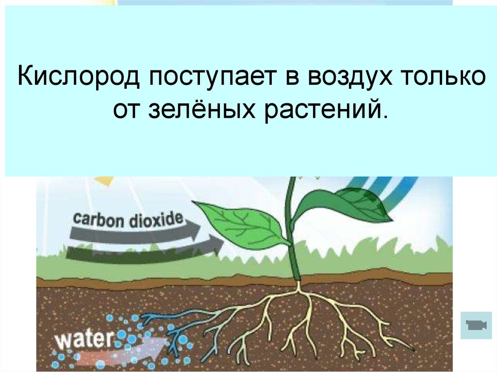 Что является источником кислорода. Кислород поступает в воздух. Значение кислорода. Воздух в жизни растений. Воздух поступает в растение.