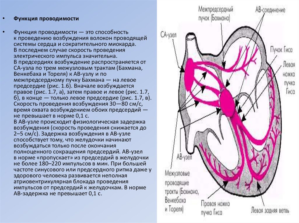 Соединение функция. Проведение импульса в проводящей системе сердца. Скорость передачи импульса проводящей системы сердца. Распространение возбуждения в проводящей системе сердца. Проведение возбуждения в сердце схема.
