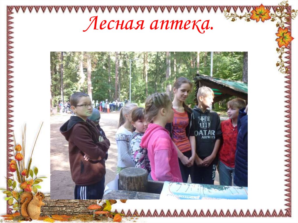 Лесная аптека.