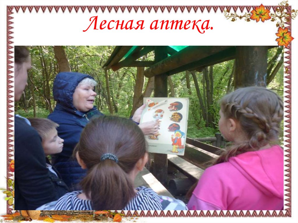 Лесная аптека.