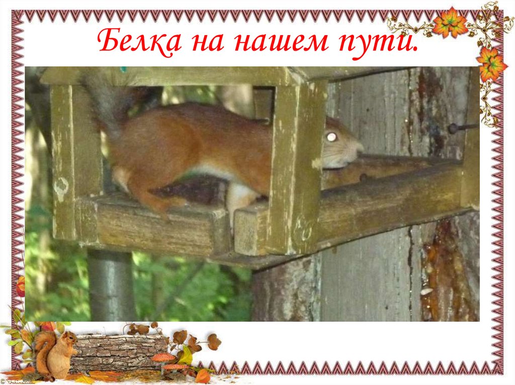 Белка на нашем пути.