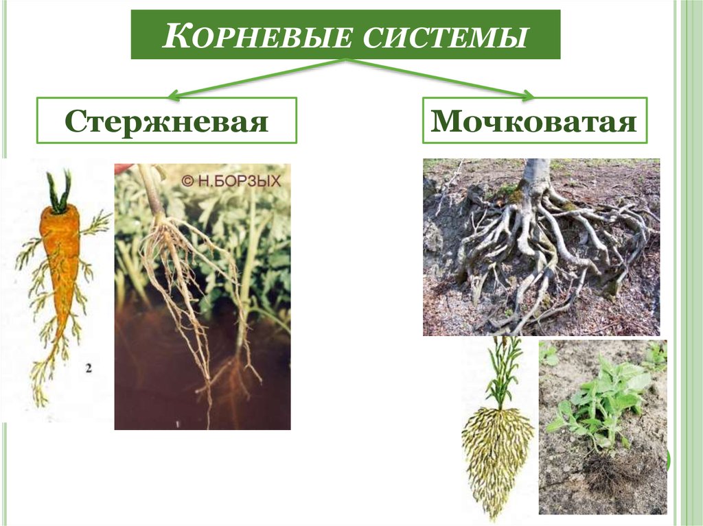 Мочковатая корневая система рисунок с подписями