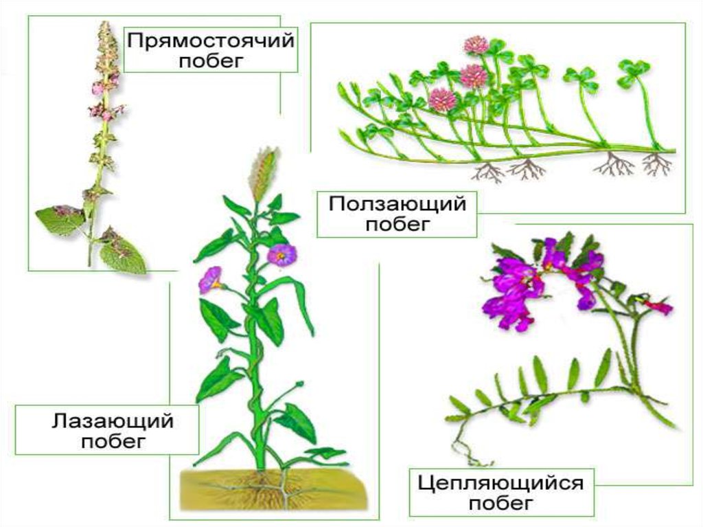 Побег ползучий или прямостоячий высшие или низшие